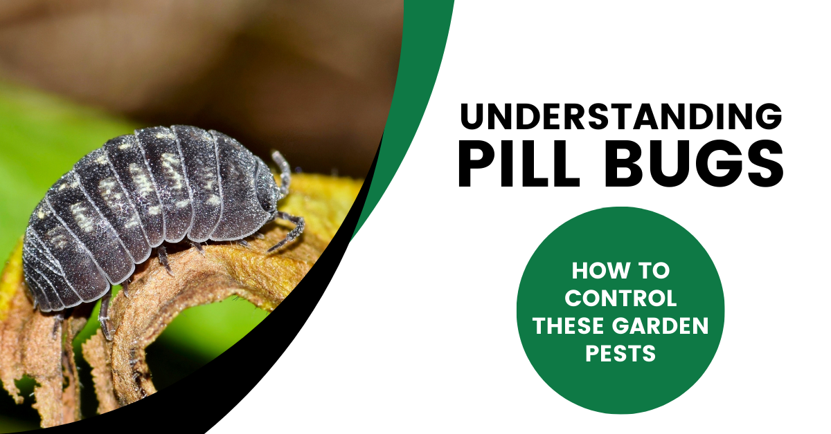 Pill Bug Control: Keep Pests Out of Your Garden